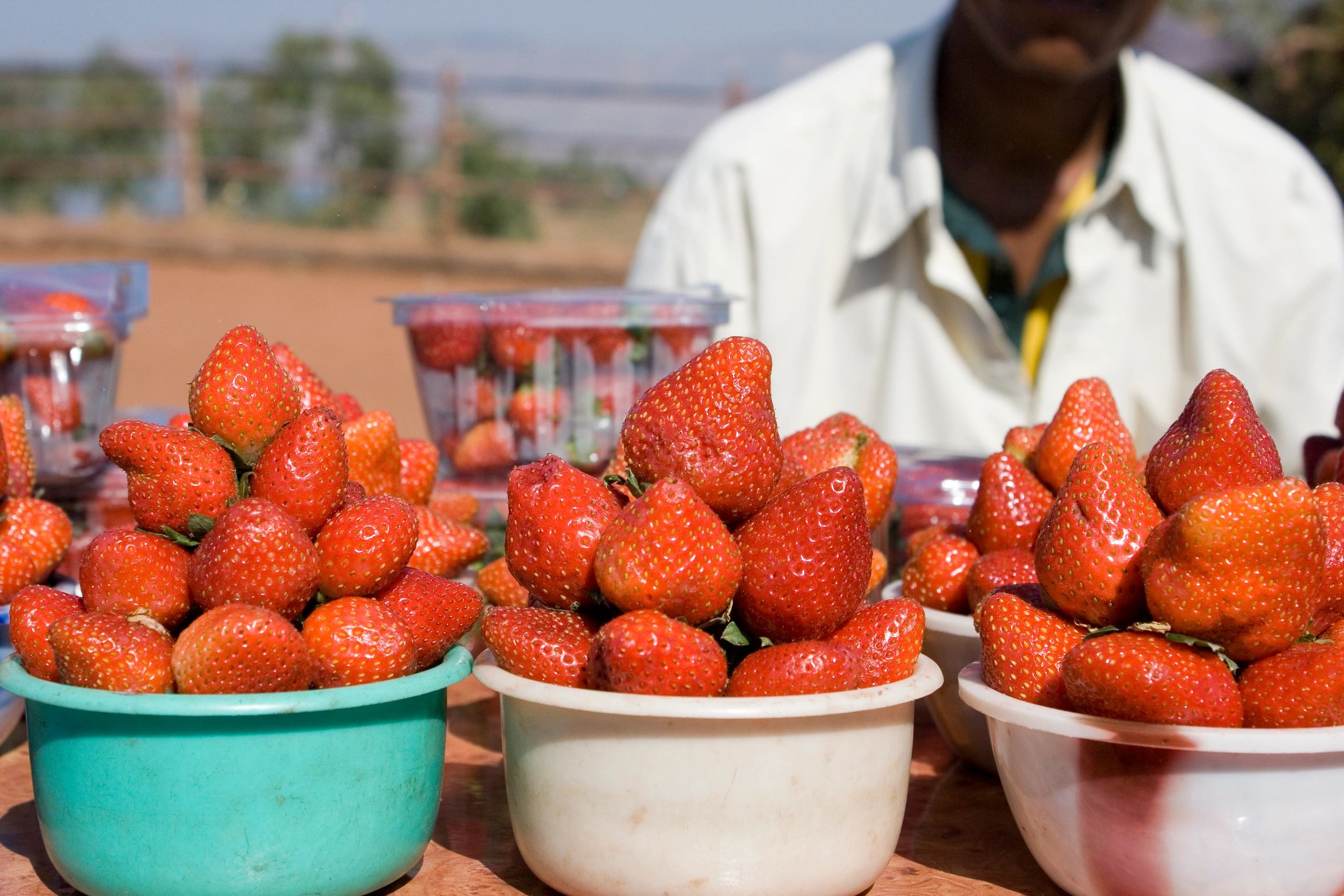 Fresh strawberries assortment